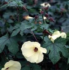 Check spelling or type a new query. Abelmoschus Manihot Sunset Hibiscus Gorgeous Edible Zones 7 10 Leaves Very Nutritious Sheltered From Winter Winds Plants Arizona Plants Hibiscus Leaves