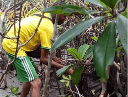 Image result for Rhizophora racemosa