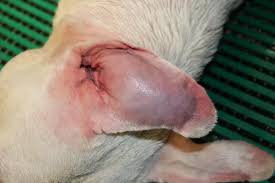 Image result for abscess dog's ear flap