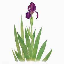 Download Premium Vector Of Vintage Iris Flower Illustration Vector 2098228 Iris Flowers Flower Illustration Purple Iris Flowers