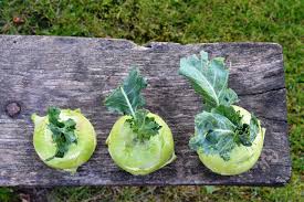 These are the common steps for. Kohlrabi Tips On Cultivation Care And Harvesting Beetfreunde De