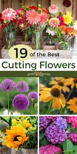 I've compiled a list of the best perennials and annuals for beginners. Bouquet Gardens The Best Cutting Flowers Growing Harvesting Tips