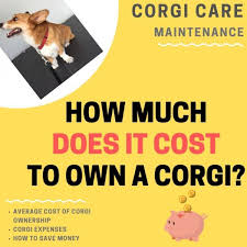 Generally, the higher the quality is, the more you are most likely going to have to pay. How Much Does It Cost To Own A Corgi Average Monthly Expenses Corgi Adoption