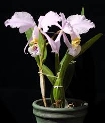 Occorrono terreni argillosi e calcarei ed un'esposizione. Le Specie Di Orchidea Cattleya