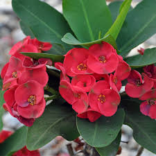Image result for Euphorbia