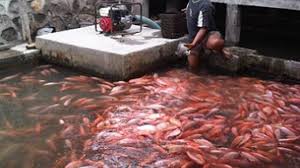 Budidaya ikan nila di kolam beton adalah salah satu cara usaha beternak ikan nila, baik pembibitan, maupun pembesaran.cara ini adalah salah satu metode budidaya ikan nila di kolam rumah. 15 Cara Budidaya Ikan Patin Di Kolam Tembok Arenahewan Com