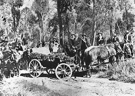 StateLibQld 2 74250 Wagon wedding party ...