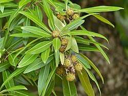 Image result for Stadmannia