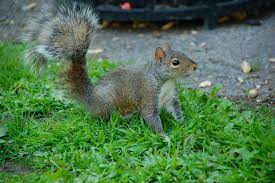 Thanks To Chelsey Faucher For Making This Photo Available Freely On Unsplash Photo Unsplash Squirrel