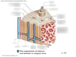 Like compact bone, spongy bone, also known as cancellous bone, contains osteocytes housed in lacunae, but they are not arranged in concentric circles. Anatomy Ch 6 The Structure Of Compact Bone Diagram Quizlet