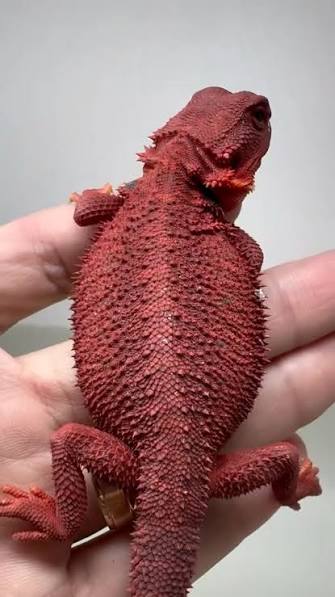 One of my favorite morphs, Hypo Translucent. Always brings out the  brightness and color of any colored dragon. This Red Monster hypo  translucent is an excellent example of that 🤌🏼🔥., #sapphiredragons ...