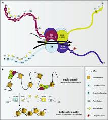This video explains in detail about the post transcriptional modifications on histone proteins, epigenetics, methylation, phosphorylation, acetylation. Plasmodium Falciparum Gene Regulation By Histone Post Translational Download Scientific Diagram