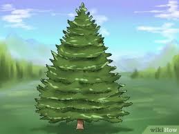 Mature trees, especially evergreens, benefit when healthy lower branches are left intact. How To Prune Conifers 14 Steps With Pictures Wikihow
