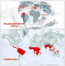 Image result for Malvaceae subfamily Bombacoideae