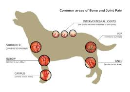 Painkillers prescribed for what's thought to be arthritis can alleviate the problem in the short term, but it worsens the prognosis for bone cancer by delaying more appropriate treatment. Canine Arthritis Joint Mobility Issues Australian Dog Lover