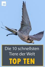 Die Zehn Schnellsten Tiere Der Welt Tiere Welt Halte Durch