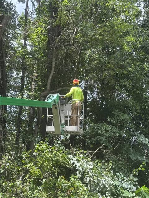 Fayette Tree | Expert Tree Service in Fayetteville GA