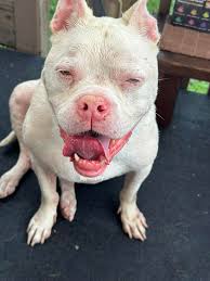 New water pump at Evergreen Park dog park