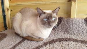 Please note, australian listings are in alphabetical order according to state. Chorus Tonkinese Cats Breeders Of Pedigree Tonkinese Cats In The Oxfordshire Cotswolds