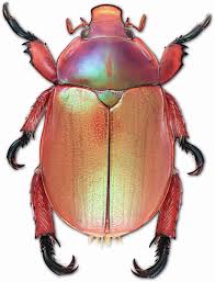 They typically have elytra that are dark or light bro. Australian Museum Ø¯Ø± ØªÙˆÛŒÛŒØªØ± Get Festive Name A Christmas Beetle Enter Our Naming Competition Now Https T Co Ssambwu8n5 Competition Christmas Https T Co Obqhwjmb92