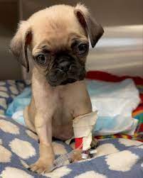 THE PUG QUEEN | CONGRATULATIONS TO MISS SCARLETT! ❤️ She was just adopted  by Chino Moreno @chinowmoreno the lead singer of the DEFTONES @deftones &…  | Instagram