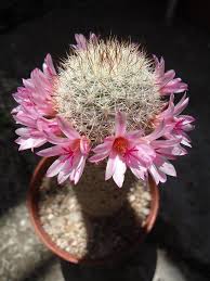 Pin On Flora Mammillaria Mammillaria amoena this name keeps cropping up in catalogue listings, but the resulting plants usually equate either to mammillaria discolor or mammillaria wies. pinterest