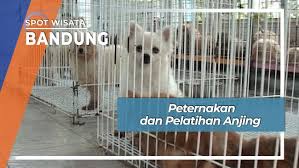 Mereka tidak tahu di balik tembok itu adalah kandang harimau. Peternakan Dan Pelatihan Anjing Bandung