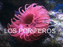 Los poríferos | PPT