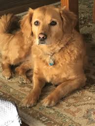 He has been in … more bubba ·2 weeks ago on petfinder.com Boise Id Golden Retriever Meet Izzy A Pet For Adoption