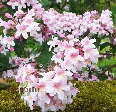 Image result for Kolkwitzia amabilis