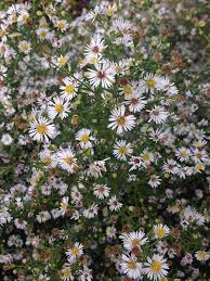 Image result for Aster