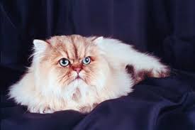 How To Determine A Himalayan Kittens Color Pets