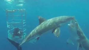 Contender, largest great white shark tagged in Atlantic