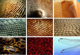 Project 9 Tessellation In Nature Jpg Tessellation Art Tesselations Permaculture Design