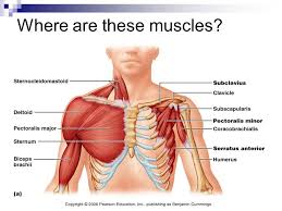 Image Result For Serratus Anterior Location