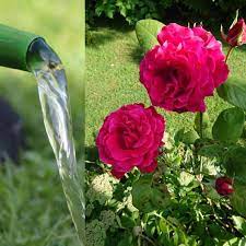 The first of our best roses for all soil types, 'versicolor' is a striking gallica rose, with striped flowers in shades of pale and dark pink, and a strong fragrance to boot. How Best To Water Roses 7 Useful Tips Gardener Report