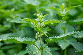 Image result for Urtica