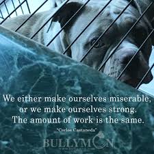 What Colour Is A Lilac Tri In American Bully American Bully American Bully Kennels Bullying If you are interested in any logo check out our social media. lilac tri in american bully