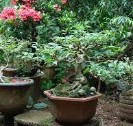 Pictures of small bonsai garden with ficus trees
