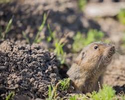How do i get rid of them? How To Get Rid Of Gophers Garden Design