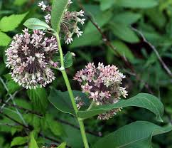 Image result for Asclepias adscendens