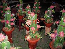 Hylocereus cactus, bearer of dragon fruit. How To Water A Dragon Fruit Plant Miss Chen Garden Manage Gfinger Is The Best Garden Manage App