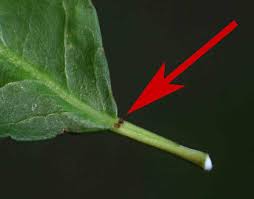 Image result for Spirostachys