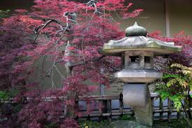 Viele wissen gar nicht, dass sie längst japanische pflanzen im garten haben, sagt. Japanische Garten Diese Pflanzen Sollten Nicht Fehlen