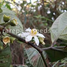 Image result for Bellucia