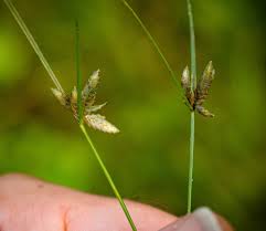 Image result for Pycreus flavescens