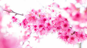 Purple color burst hd wallpaper, purple and pink smoke illustration. Spring Blossom Sakura Pink Flowers In White Background 4k 5k Hd Flowers Wallpapers Hd Wallpapers Id 55302