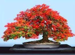 Pin On Bonsai