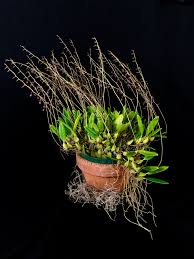 Image result for Bulbophyllum saltatorium