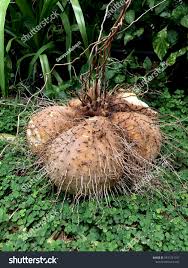 Image result for Dioscoreaceae